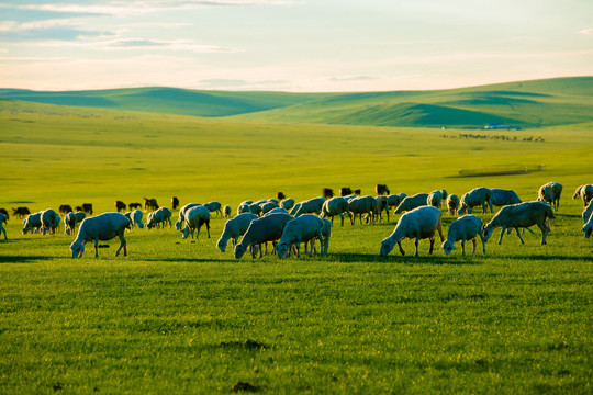 傍晚草原羊群吃草