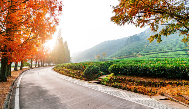 秋天的树林和盘山公路