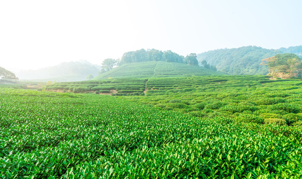 茶山茶园西湖龙井茶场