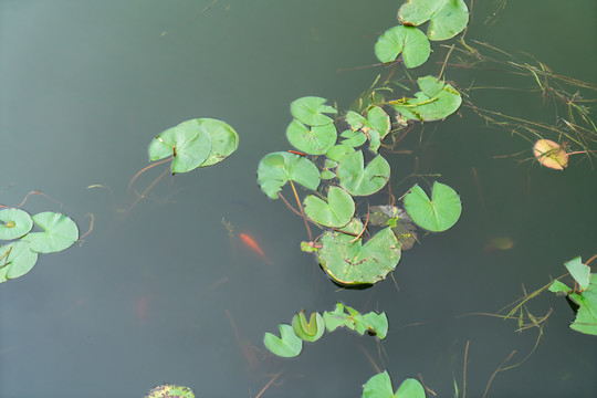 睡莲