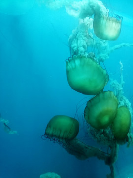 海洋馆里的大水母