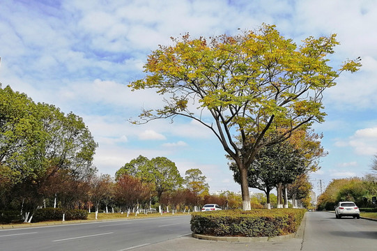 城市公路绿化带