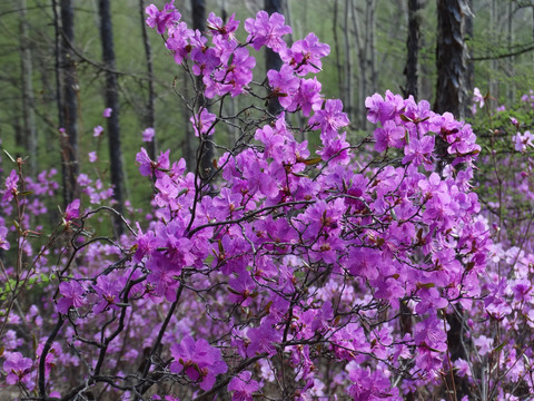 杜鹃花卉