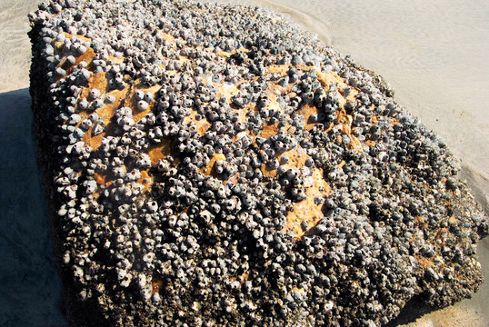 岩石贝壳
