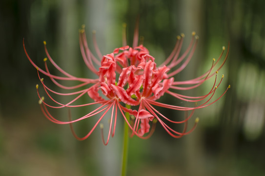 彼岸花石蒜花