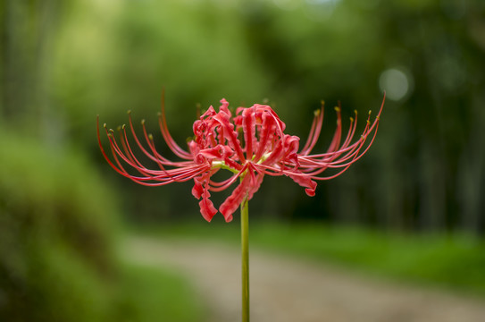 彼岸花石蒜花