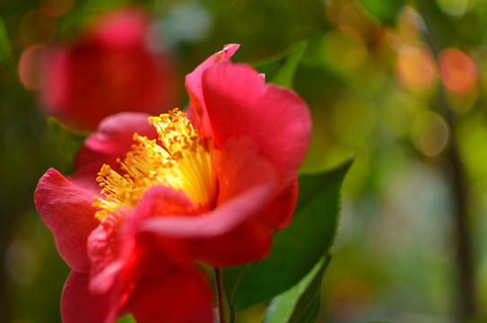 红色茶花花蕊