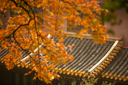寺院黄叶