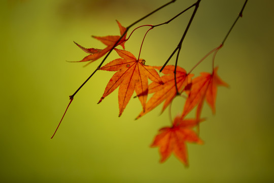 枫叶照片