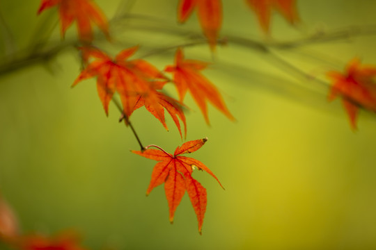 枫叶特写