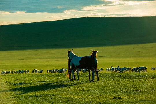 草原牧场骏马羊群