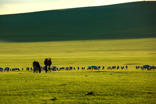傍晚草原吃草的骏马羊群