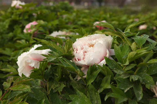粉白色牡丹花