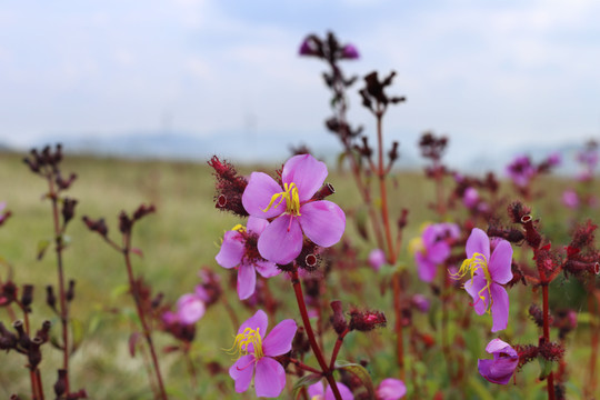 野棉花