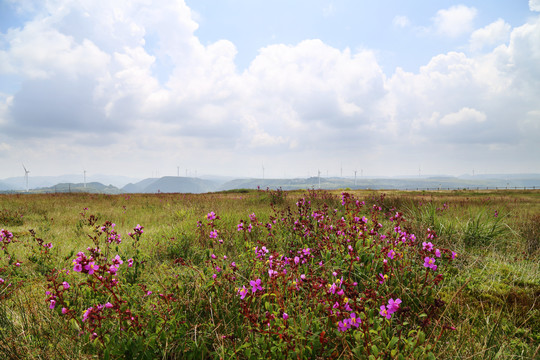 野棉花