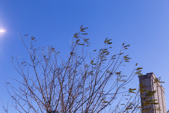 天空枯树枝