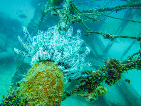 海底沉船附着的海洋生物