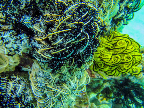 沉船珊瑚