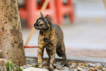 午后猫咪休闲时光