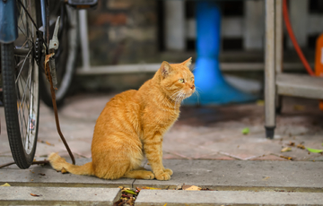 午后猫咪休闲时光