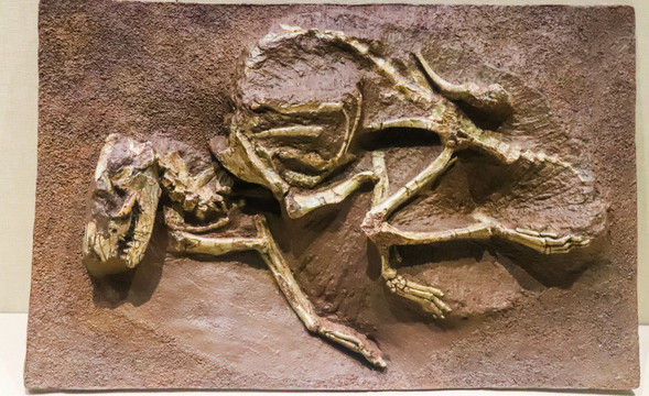 中生代动物化石