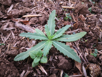 刺儿菜