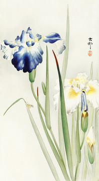 小原古村鸢尾花