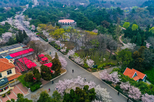 青岛中山公园樱花大道