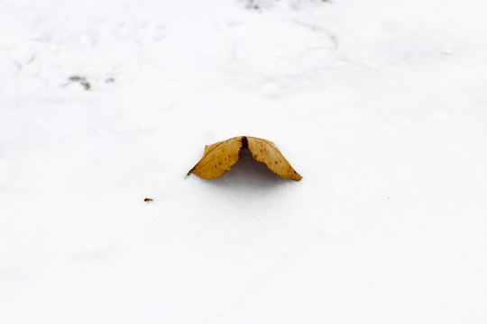 在雪地上的孤独的枯树叶