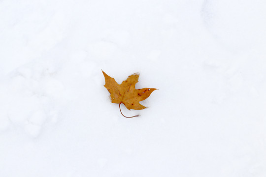 在雪地上的孤独的枯树叶