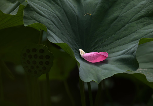 荷花花瓣