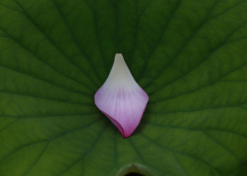 荷花花瓣