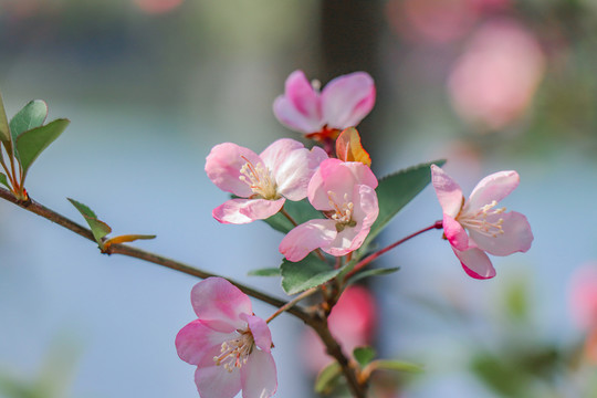 海棠花西府海棠