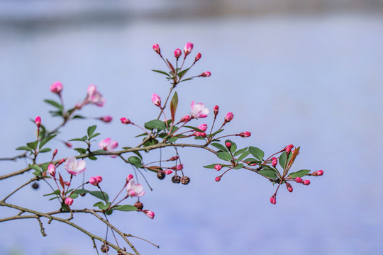 海棠花西府海棠