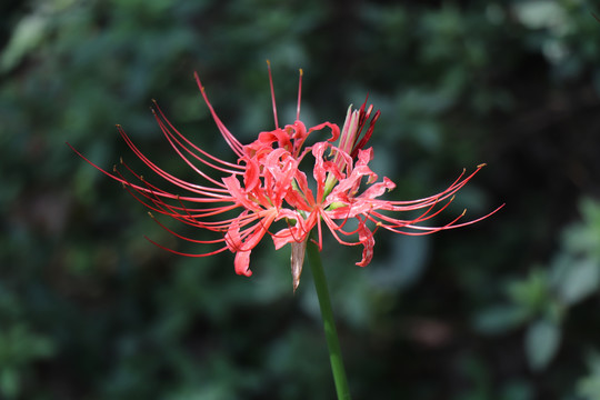 彼岸花石蒜花曼珠沙