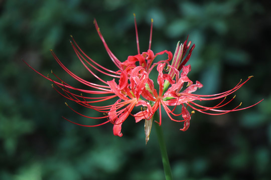 彼岸花石蒜花曼珠沙