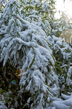 雪景