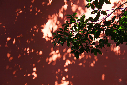 红墙上的树叶光影