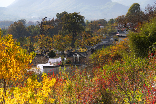 黄山塔川秋色