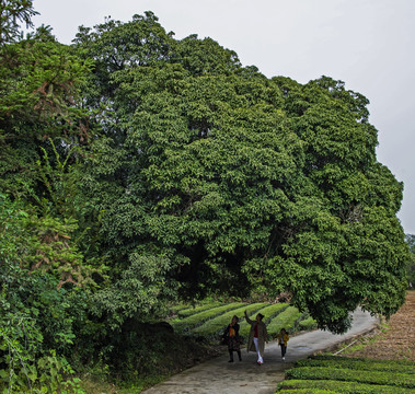 古桂花树