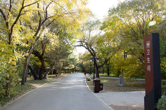 公园秋景