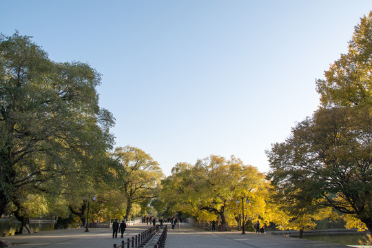 公园秋景