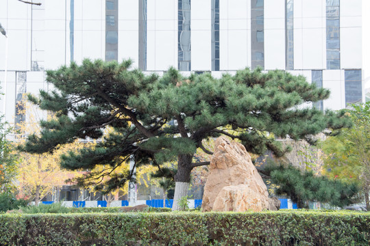 城市绿化
