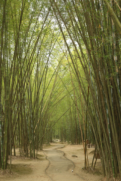 竹林小路