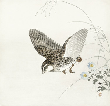 小原古村飞行鹌鹑