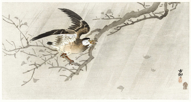 小原古村风暴中的灰翅鸟