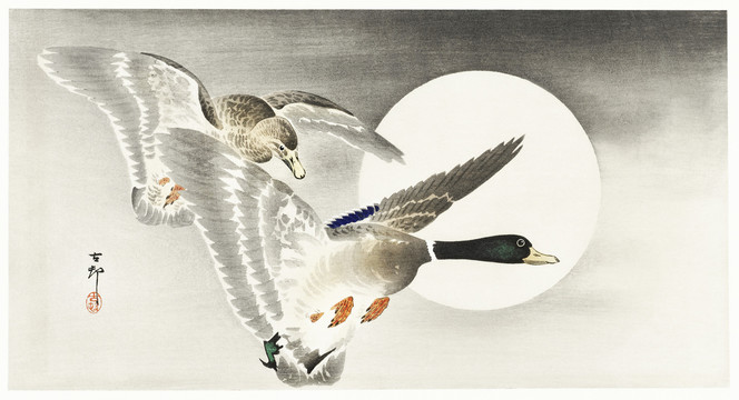 小原古村满月的两只鸭子