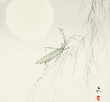 小原古村满月下的螳螂