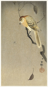 小原古村鸟与蜘蛛