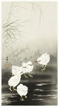 小原古村小鸡吃虫